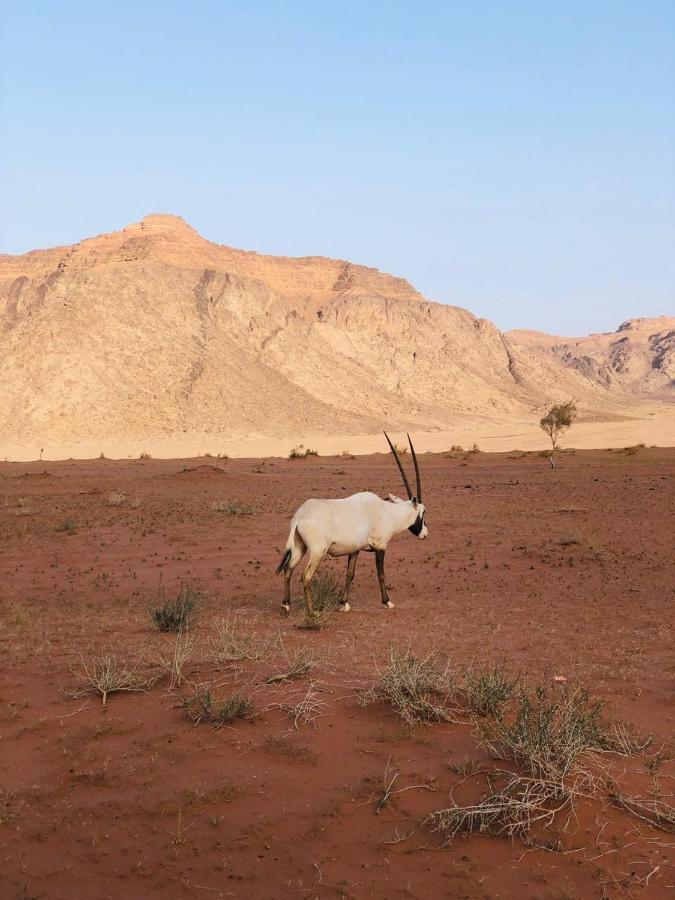 Heart Rum Camp Wadi Rum Bagian luar foto